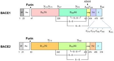 Physiological Functions of the β-Site Amyloid Precursor Protein Cleaving Enzyme 1 and 2